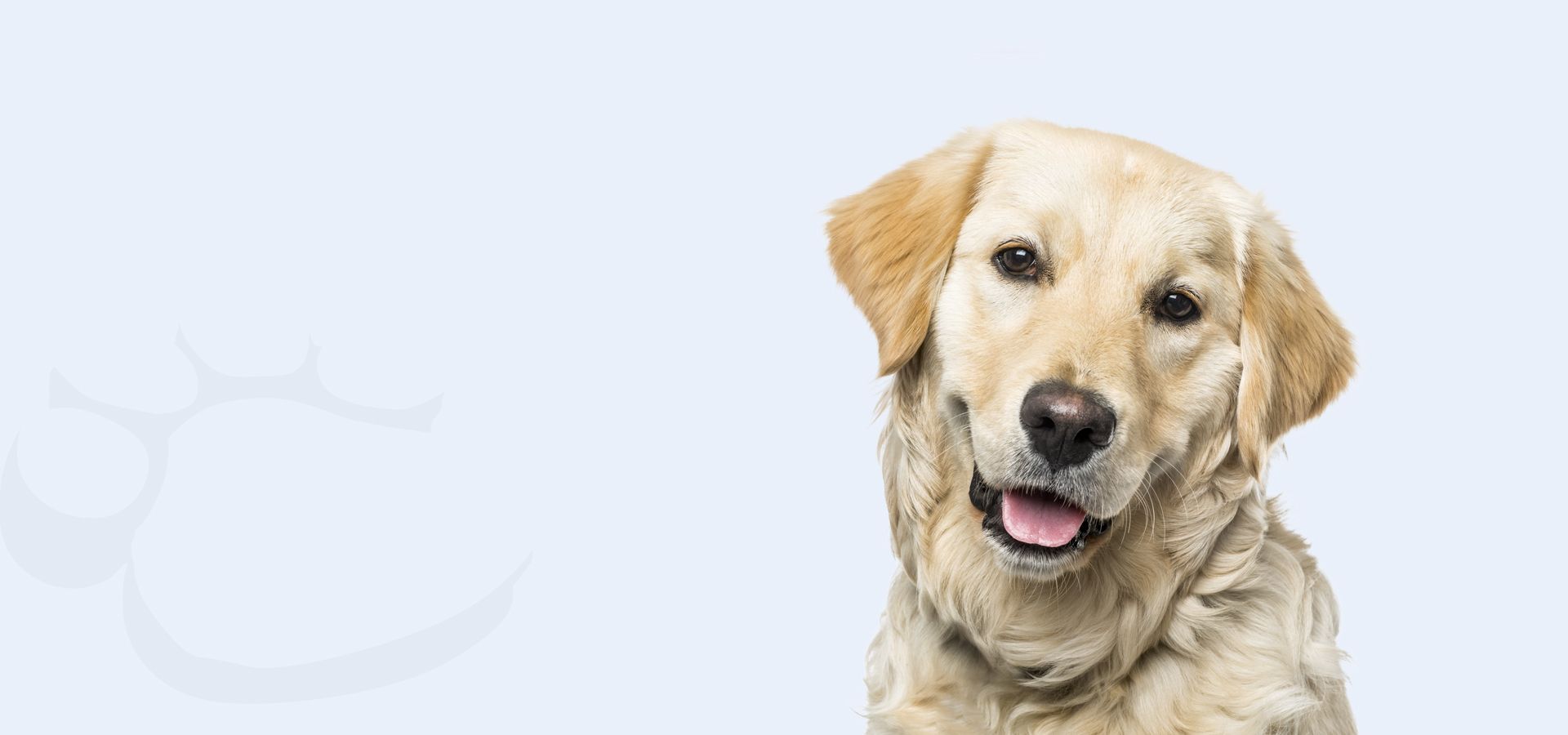 beautiful smiling golden retriever dog