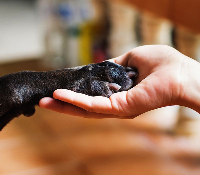 woman's hand holding a dog's paw