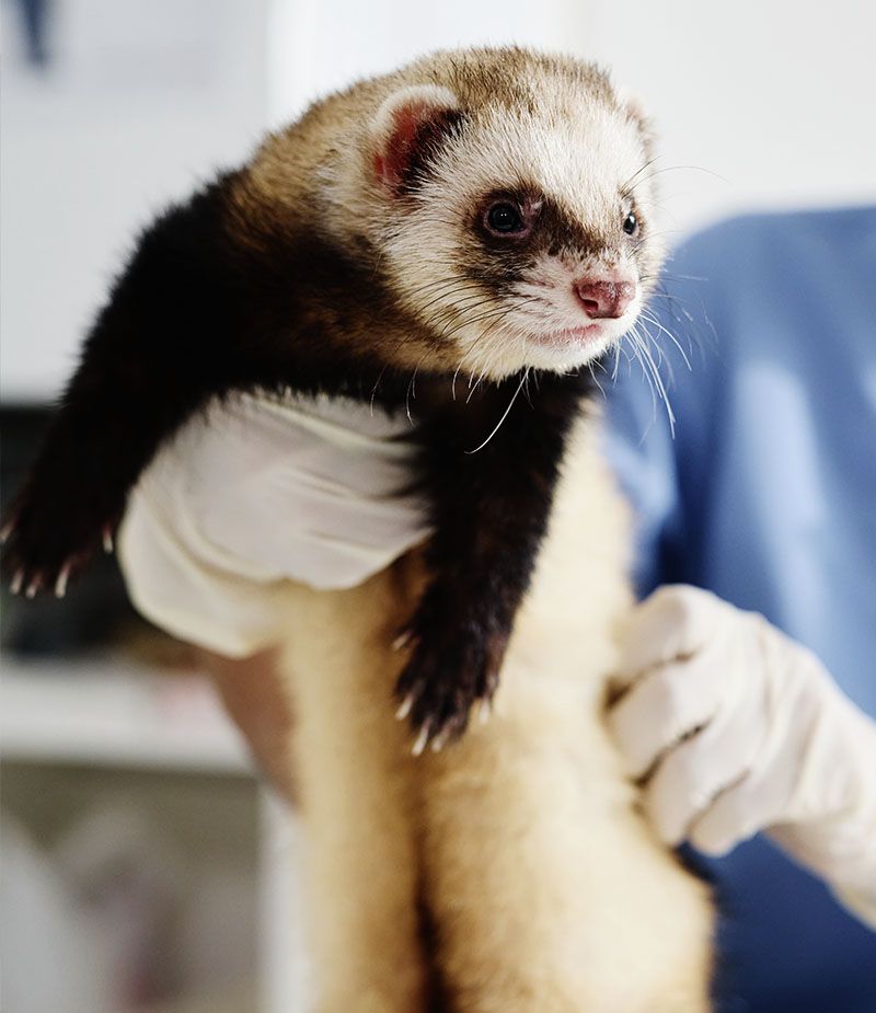 ferret at veterinary