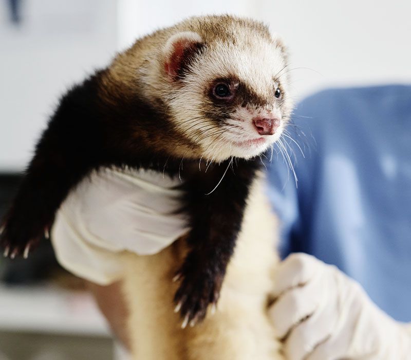 vet palpating ferret