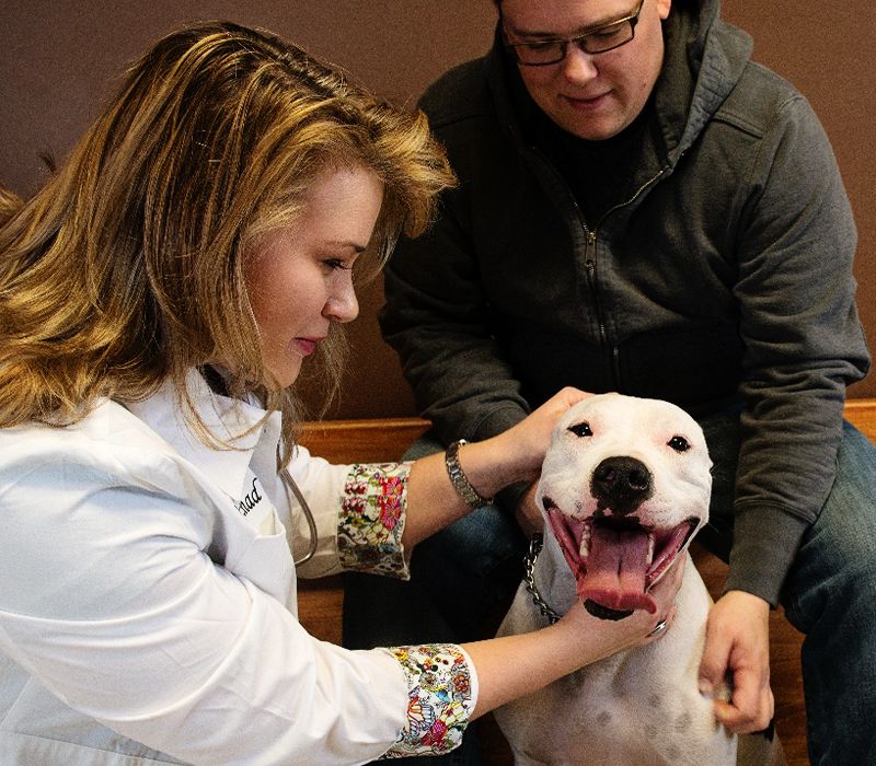 vet checking happy dog at river rock animal hospital