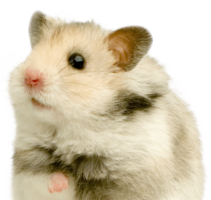 adorable hamster on transparent background