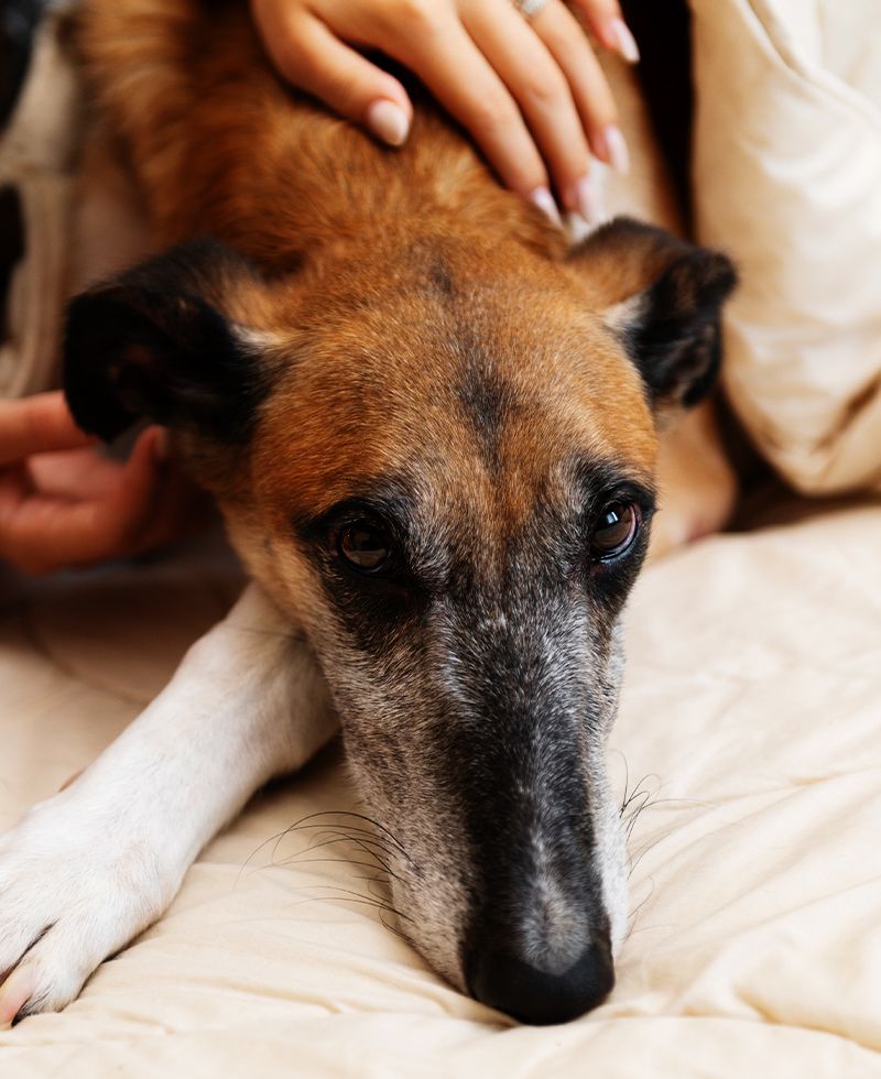 owner petting her old dog