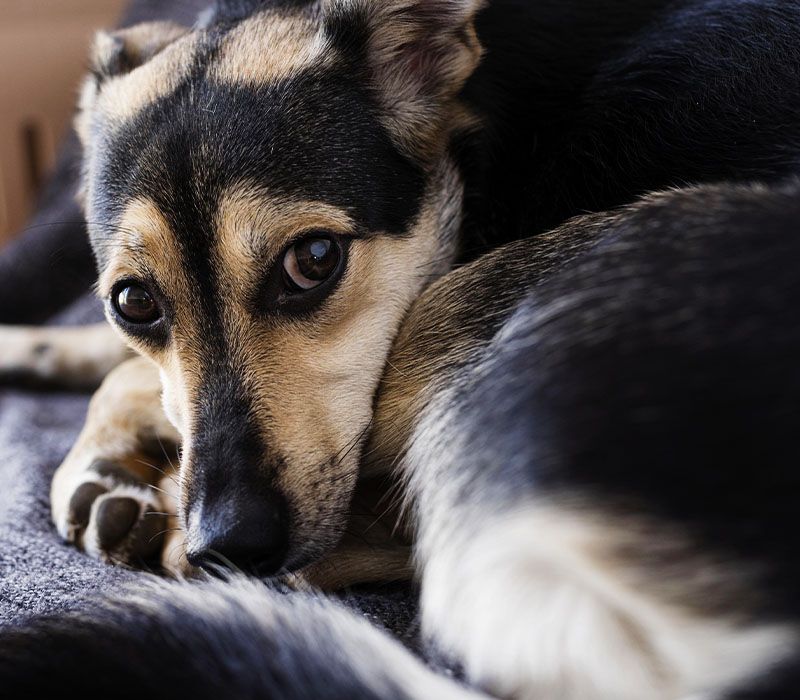 close up adorable dog laying down