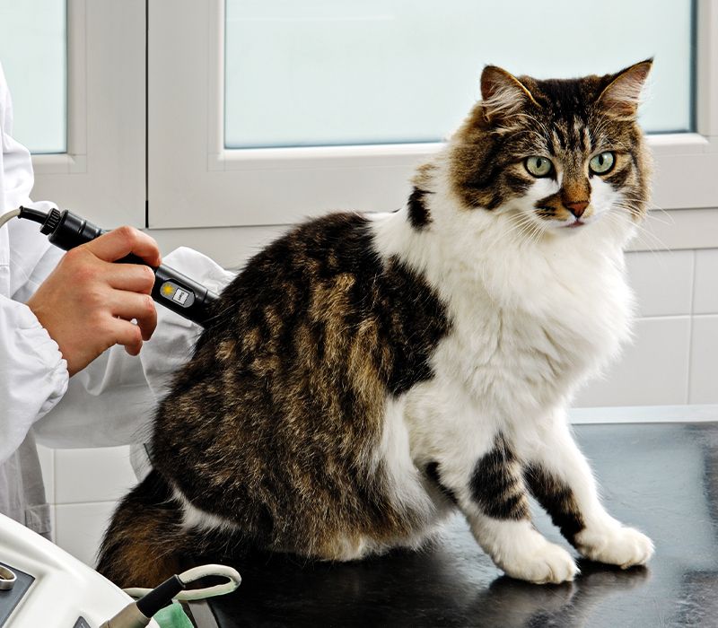 striped cat receiving laser therapy