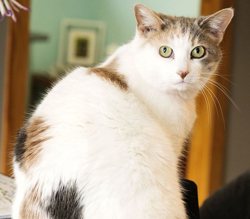 calico cat looking at the camera