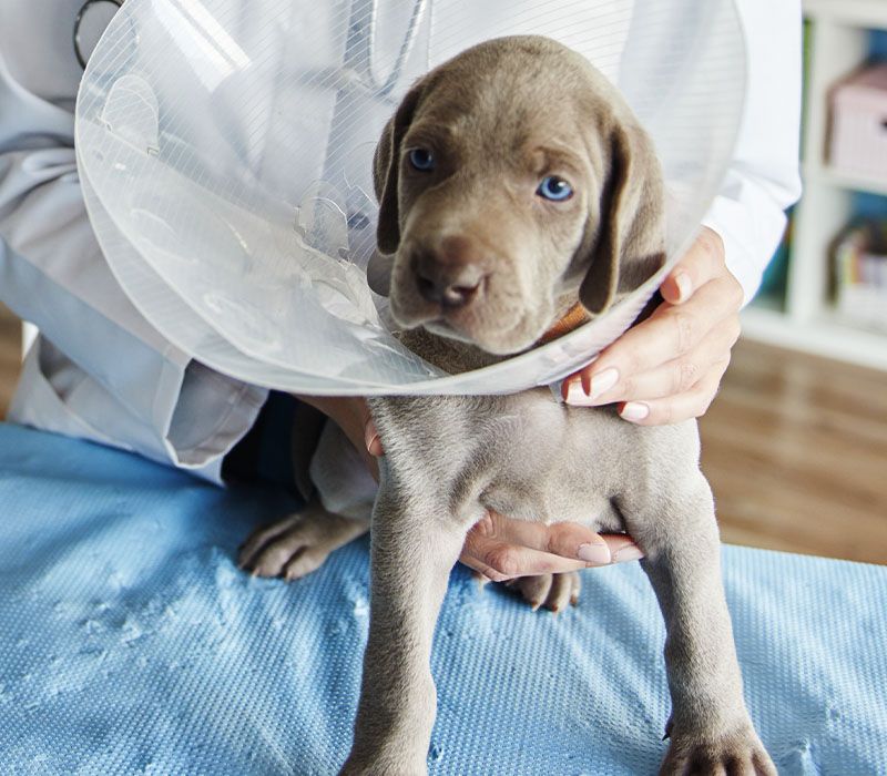 dog with a collar after neuter