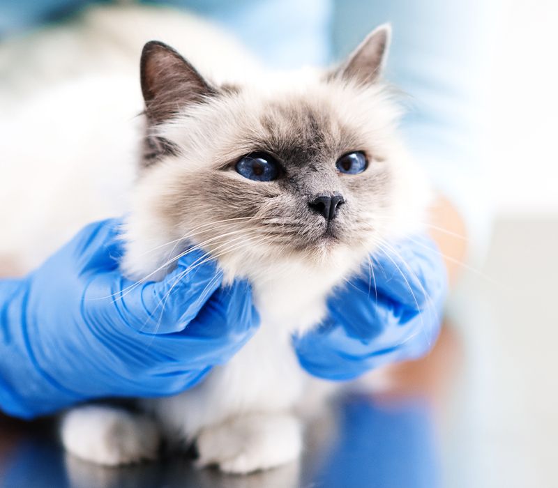 adorable white cat at the vet