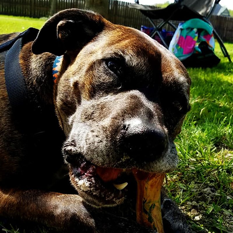 Brindle dog chewing on a bone in a grassy yard.
