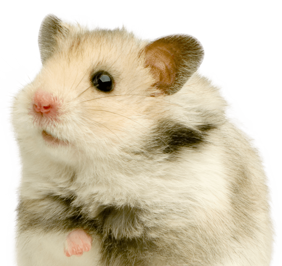 Close-up of a cute hamster with black and tan fur.