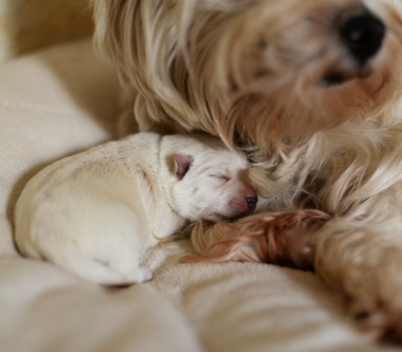 A small white puppy sleeps peacefully beside a fluffy, cream-colored dog.