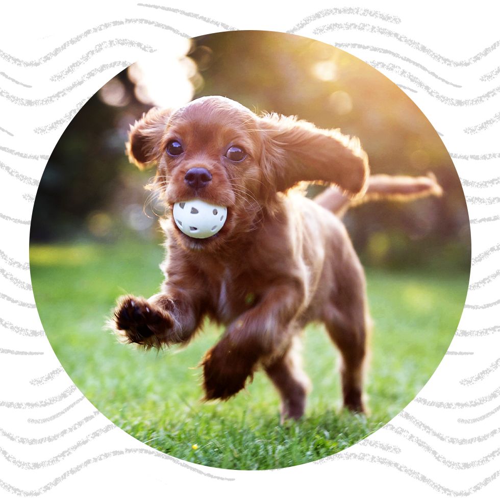 A playful brown puppy running with a ball in its mouth.
