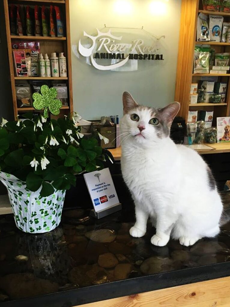 White and gray cat sitting by a potted plant inside an animal hospital.