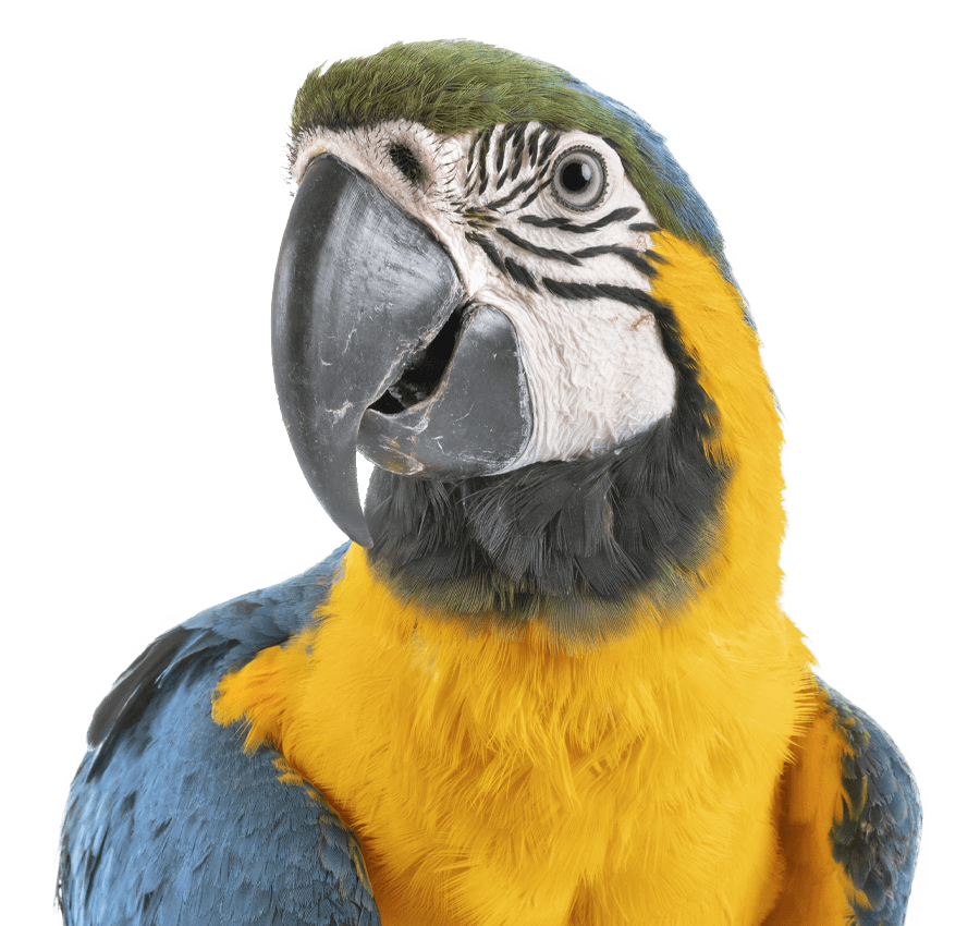 Close-up of a colorful blue and yellow macaw with a detailed feather pattern.
