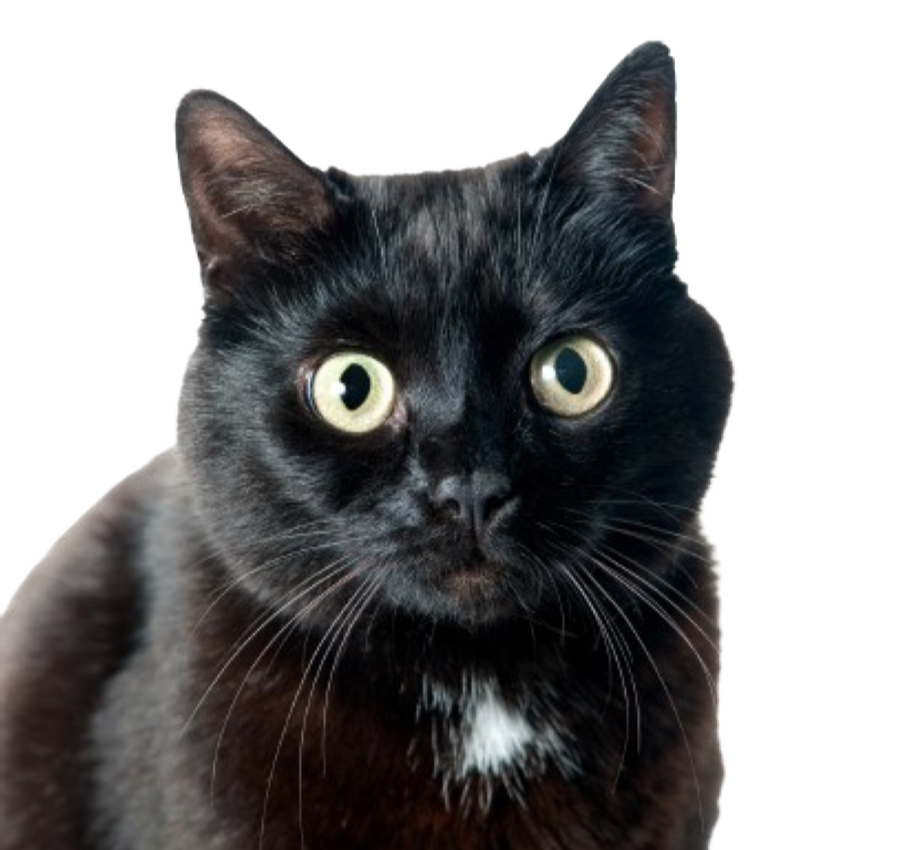 Close-up of a black cat with large yellow eyes looking directly at the camera.