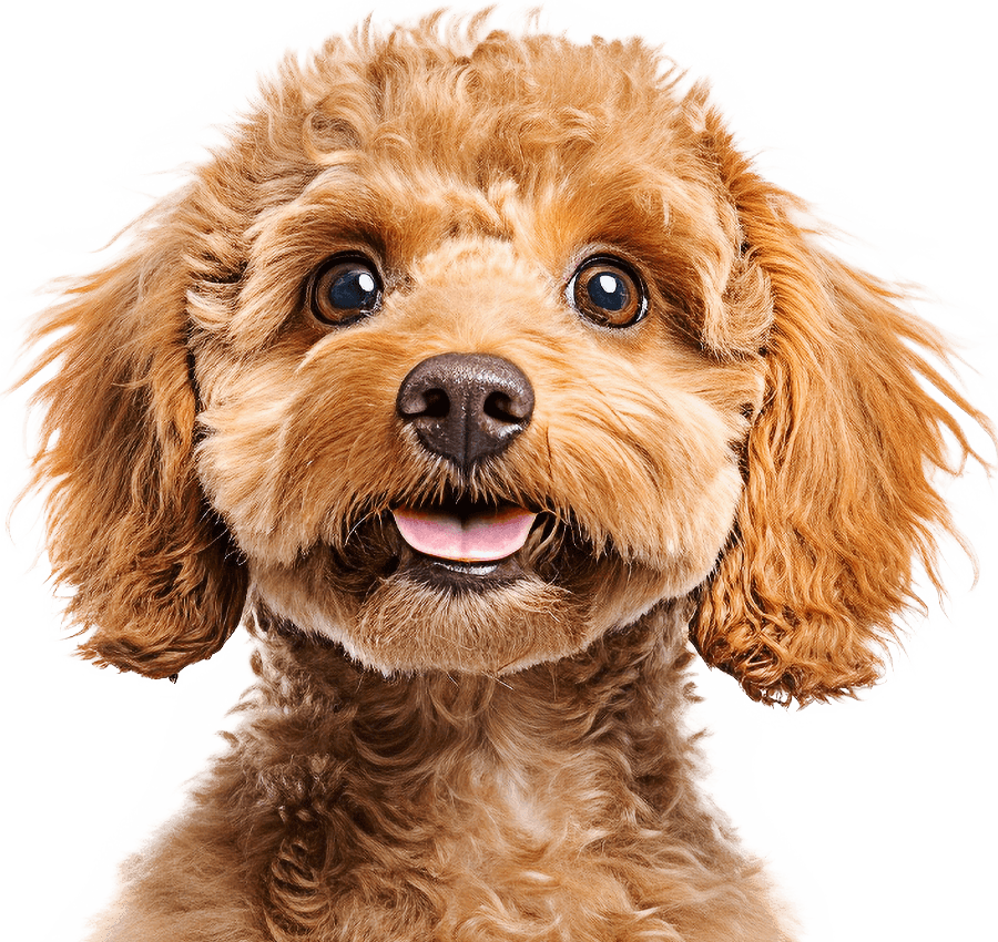 Close-up of a cheerful brown poodle smiling at the camera.