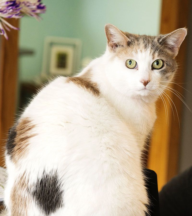 Calico cat sitting and looking back with an alert expression.