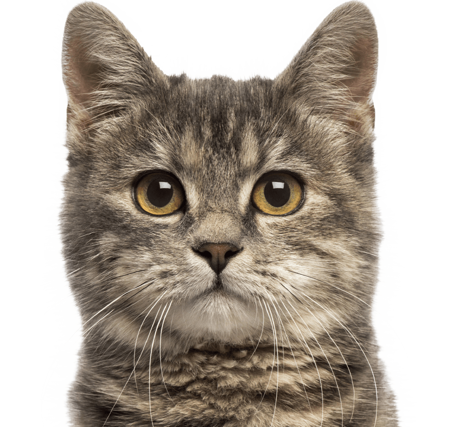Close-up of a grey tabby cat with striking yellow eyes.