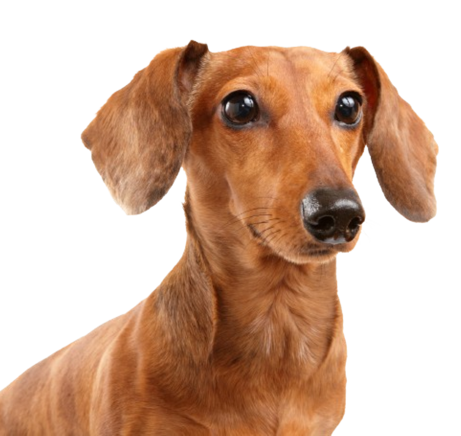 Close-up of a brown dachshund with a shiny coat and soulful eyes.