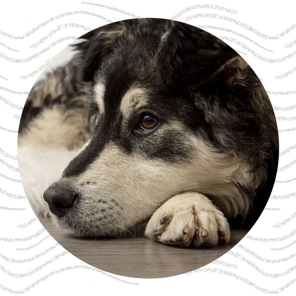 Close-up of a dog with black and white fur, resting its head on its paws.