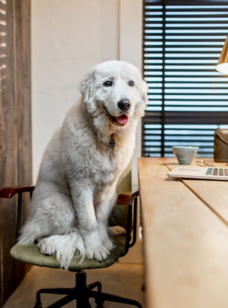 A large white dog sitting on a green chair at a wooden table.