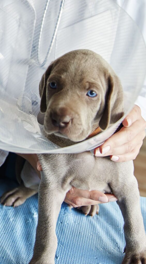 A puppy with blue eyes, wearing a cone, held in someone's hands.