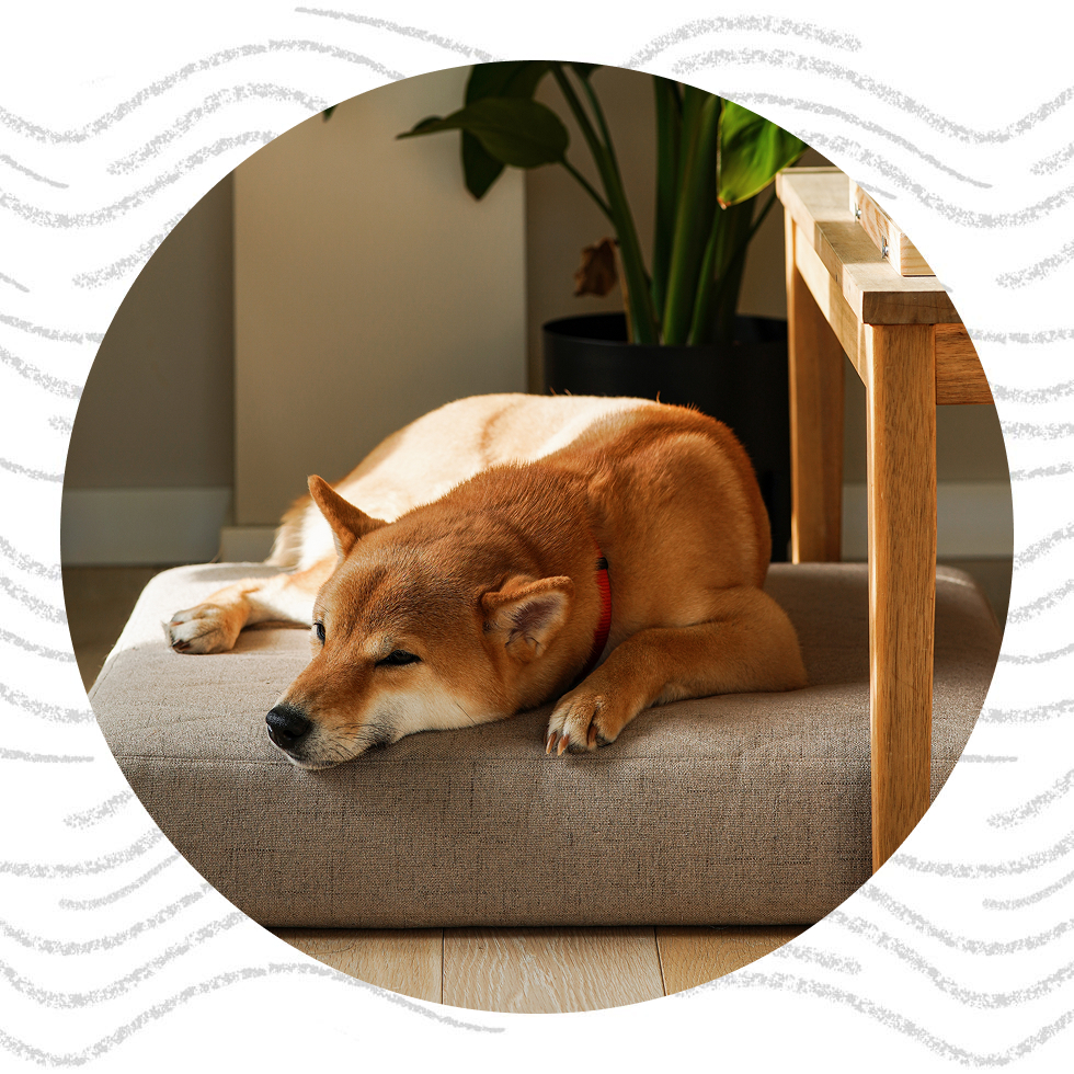 Shiba Inu dog resting peacefully on a cushioned bench indoors.