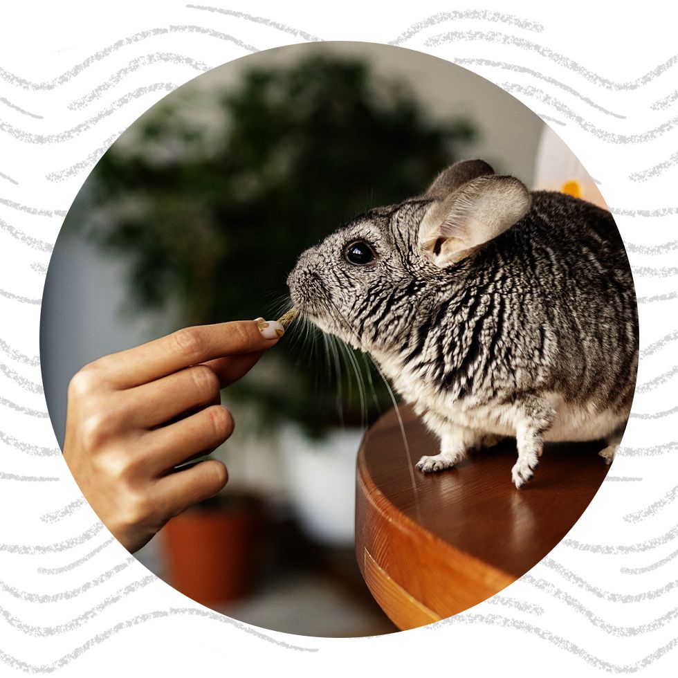 A chinchilla sniffing a treat from a person's hand.
