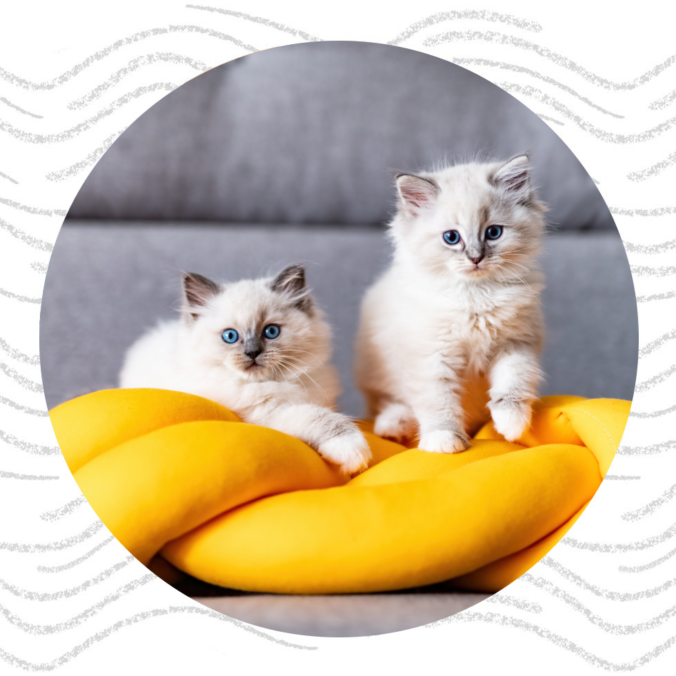Two fluffy kittens with blue eyes sitting on a yellow cushion.