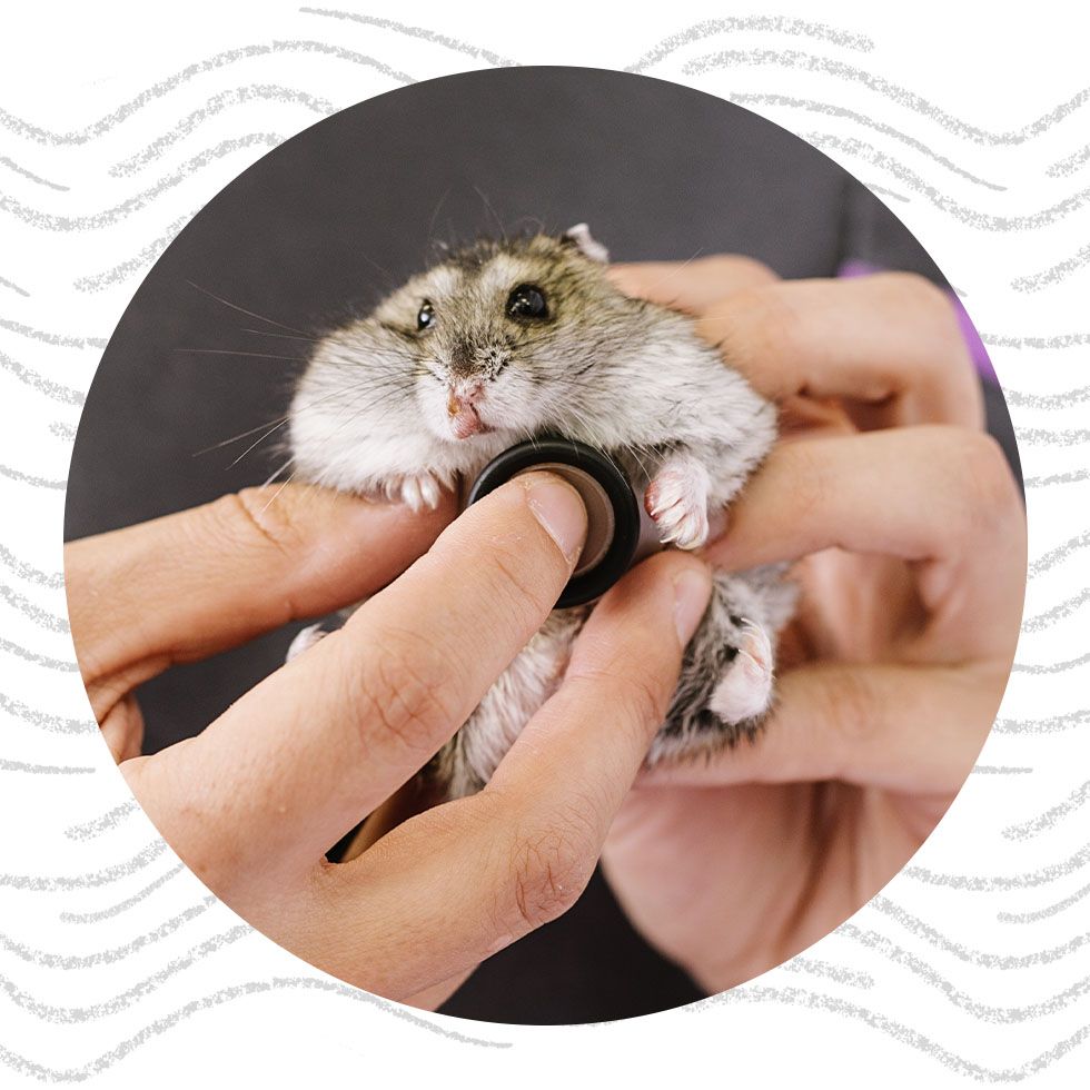 Hands carefully holding a small hamster undergoing examination with a stethoscope.