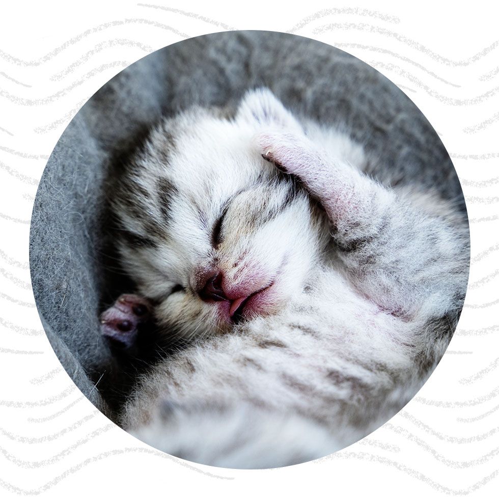 Newborn kitten sleeping curled up with its paw over its face.