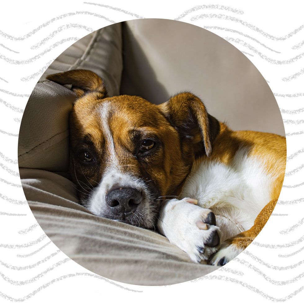 Resting brown and white dog with a contemplative expression, nestled in a couch cushion.