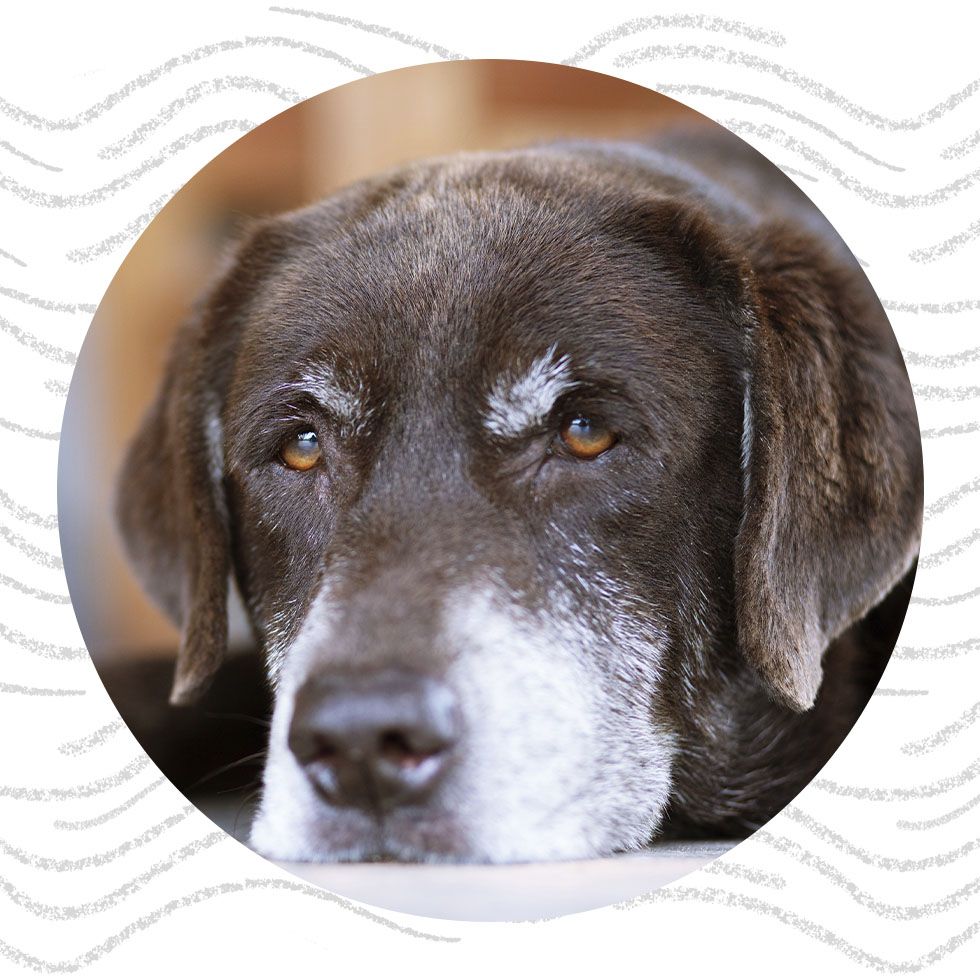 Close-up of an elderly brown dog with white markings looking directly at the camera.