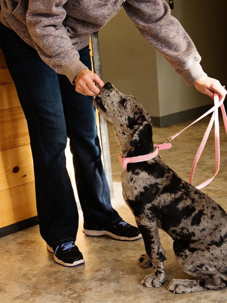 A person feeding a treat to a seated, speckled dog holding a pink leash.