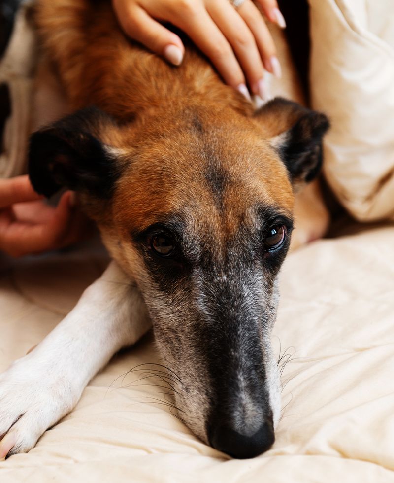 A close-up of a brown and white dog being gently petted by a person.