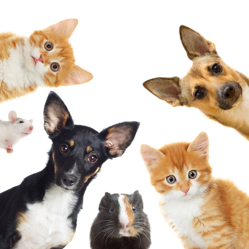 Collage of various animal faces including cats, dogs, a mouse, and a guinea pig.