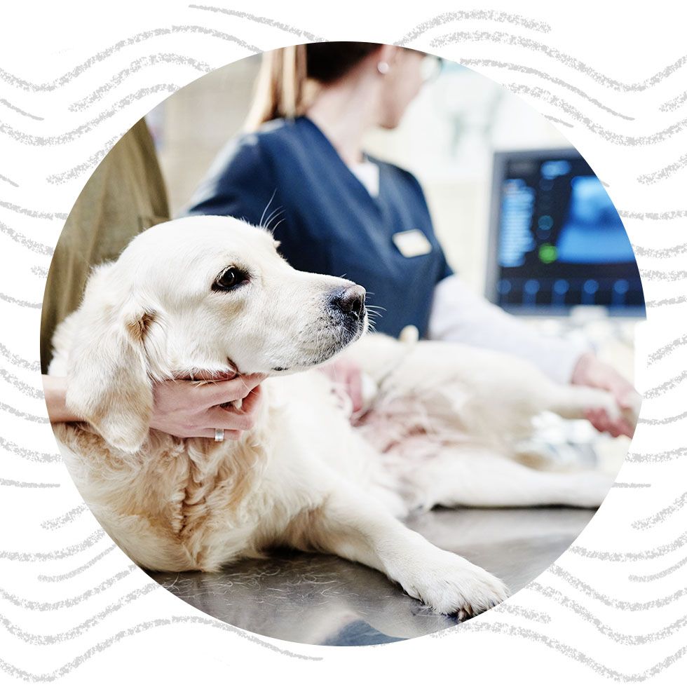 Veterinarian comforting a white retriever during a check-up.