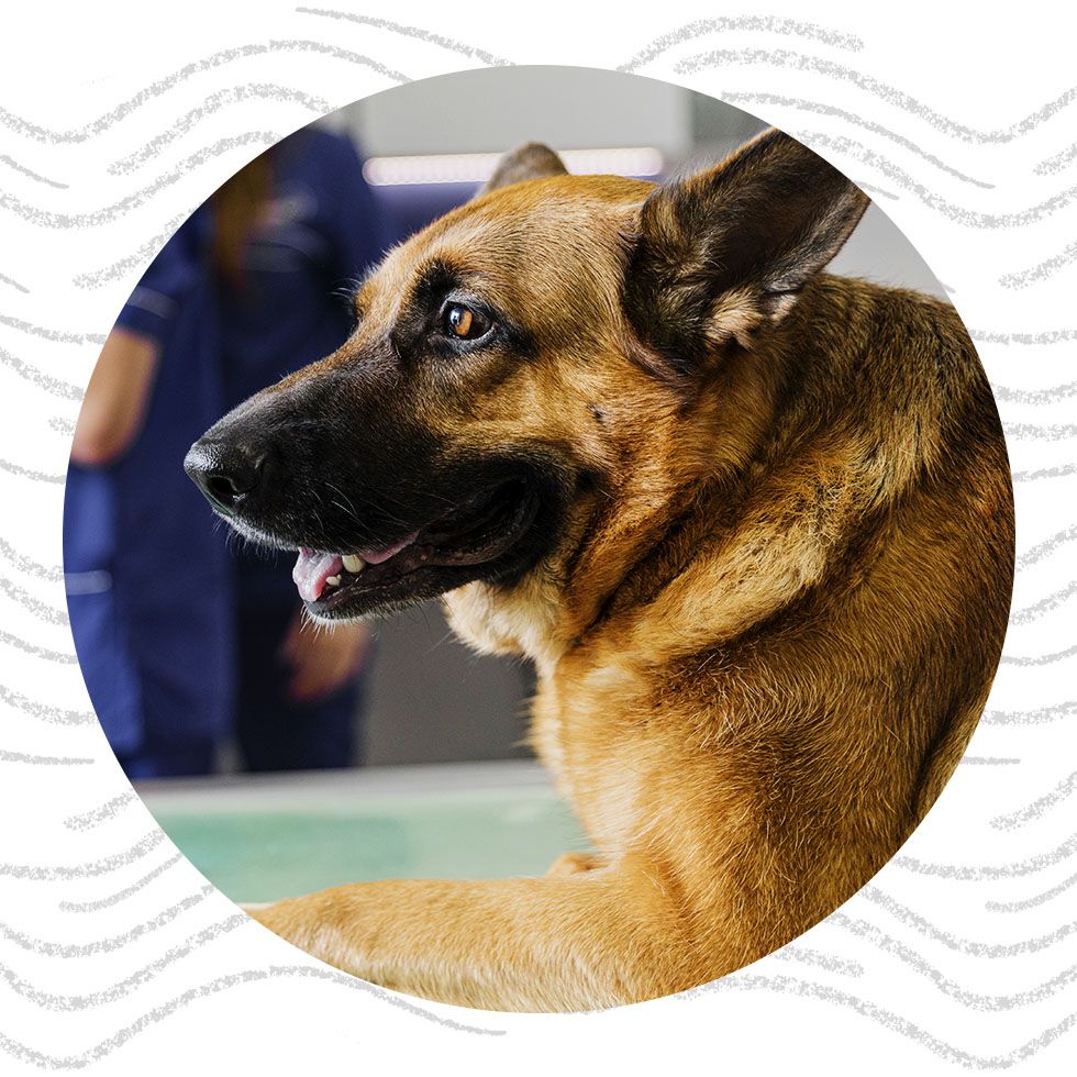 Portrait of a German Shepherd dog looking to the side.