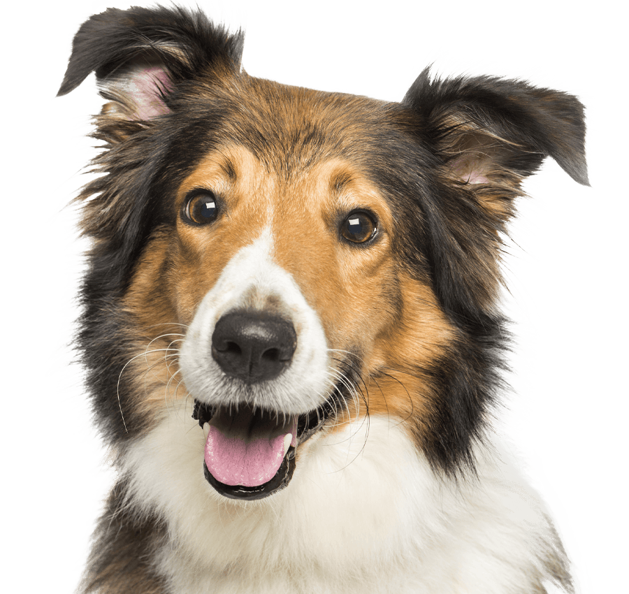 Close-up of a happy Shetland Sheepdog with a tongue out.