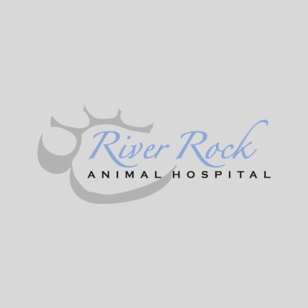 Logo of River Rock Animal Hospital with a stylized paw print.