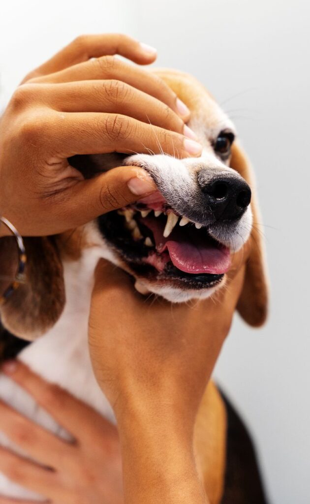 Hands inspecting the teeth of a beagle, showing detailed view of mouth and teeth.