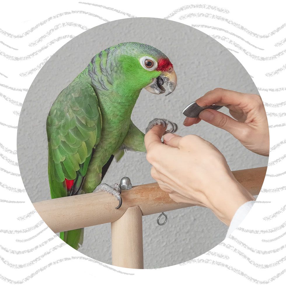A green parrot being groomed by a person trimming its nails on a wooden perch.