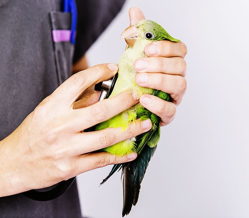 Hands holding a green parakeet while trimming its nails.