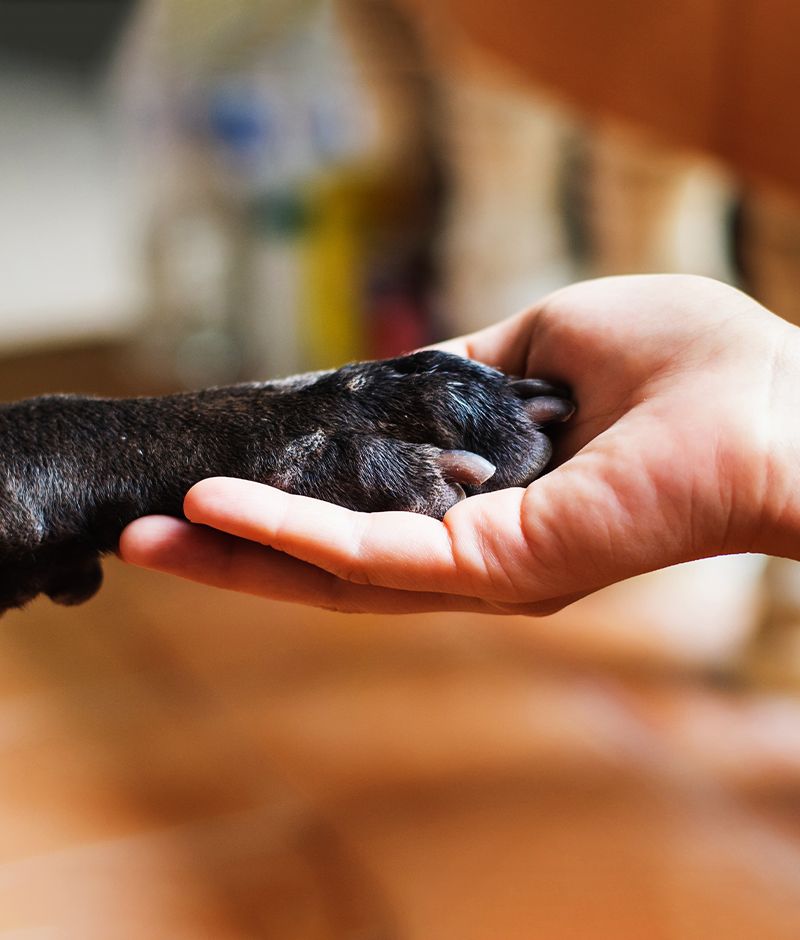 Close-up of a human hand holding a dog's paw.