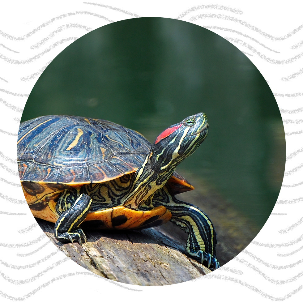 A colorful turtle resting on wood beside water.