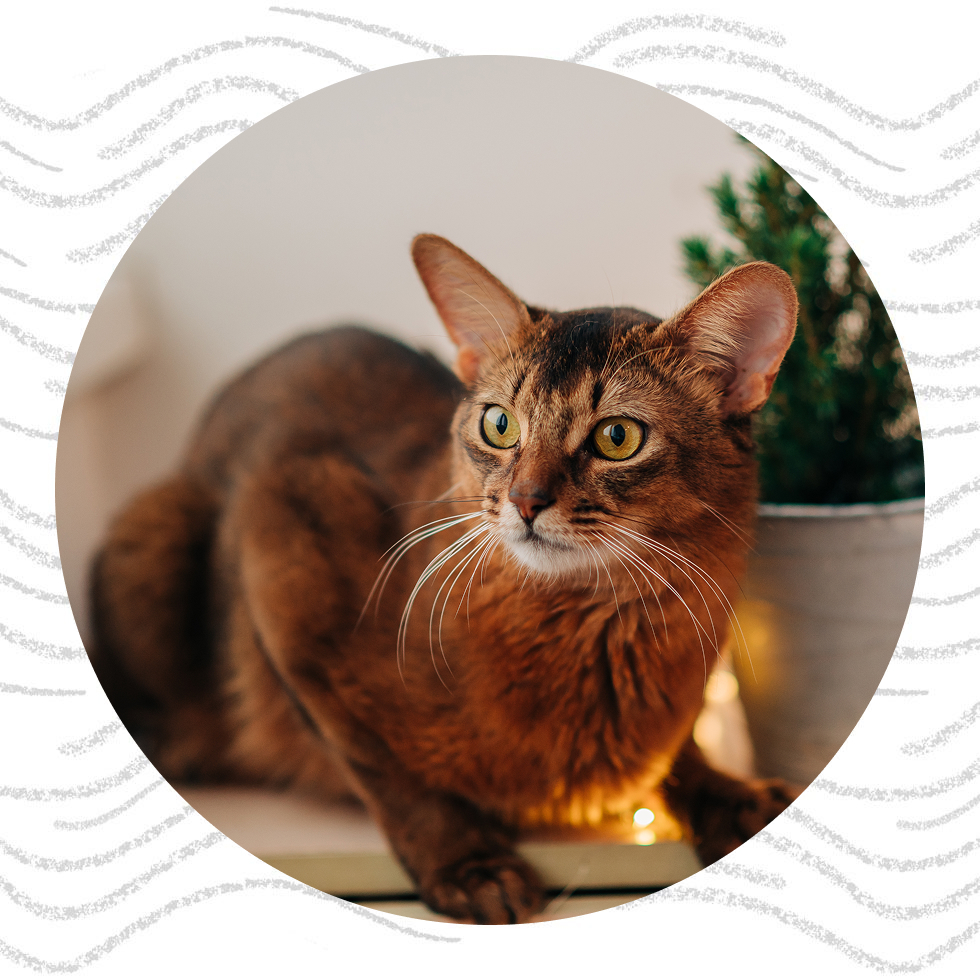 A brown cat with green eyes next to a potted plant.