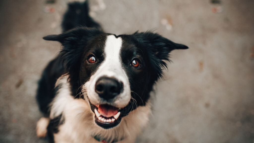 Close-up of a happy black and white border collie with bright eyes.