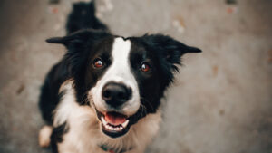 Close-up of a happy black and white border collie with bright eyes.