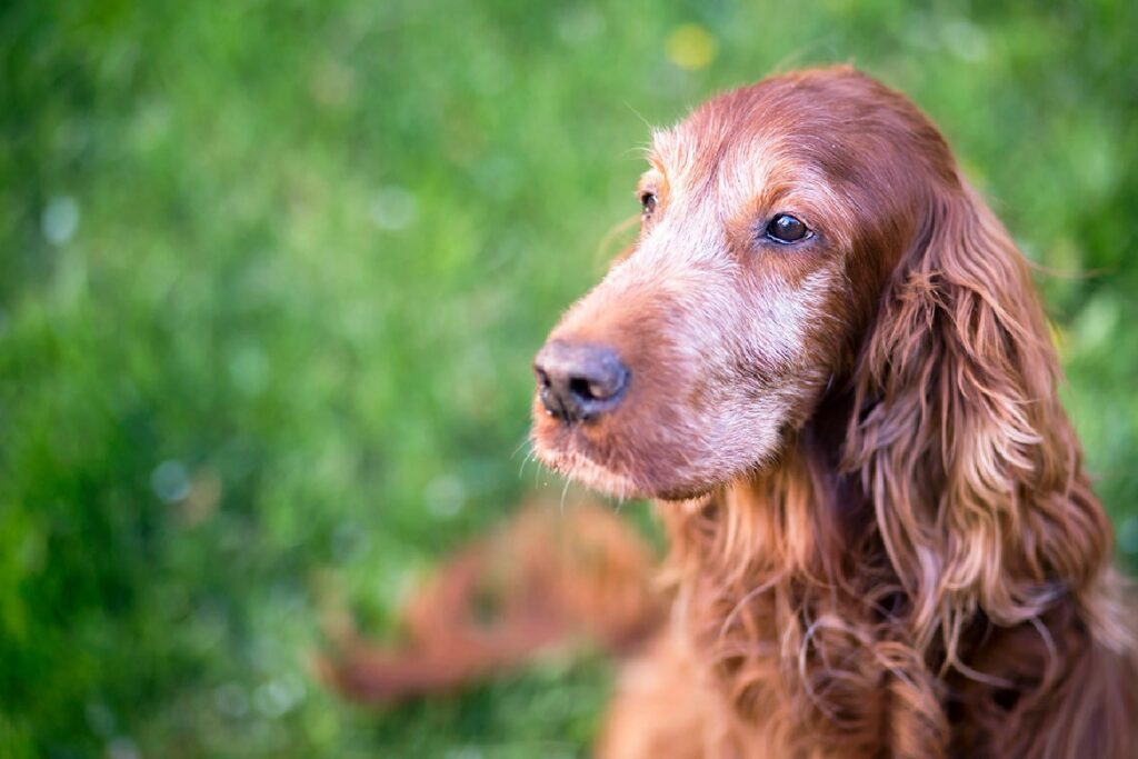 Close-up of an Irish Setter with lush red fur looking to the side.