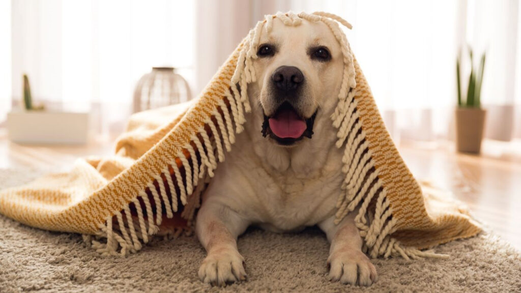 A happy dog under a cozy yellow and white blanket, on a rug.